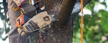 Best Tree Preservation Services  in Osceola, IN