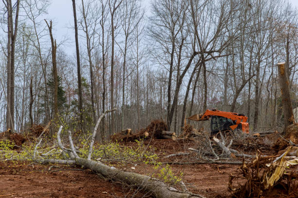 Best Arborist Consultation Services  in Osceola, IN