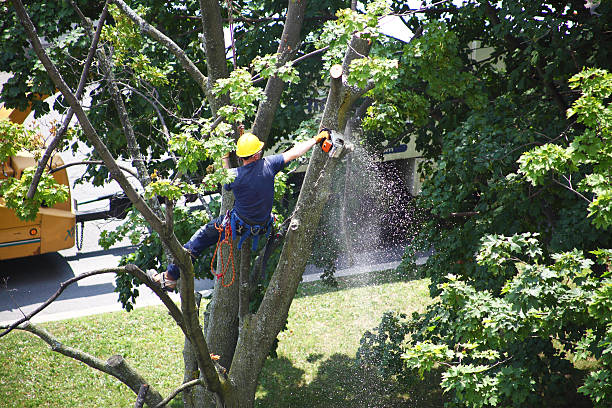 Best Fruit Tree Pruning  in Osceola, IN